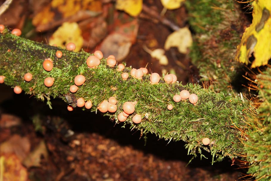 mushrooms, nature, autumn, plant, growth, close-up, day, fungus, moss, selective focus