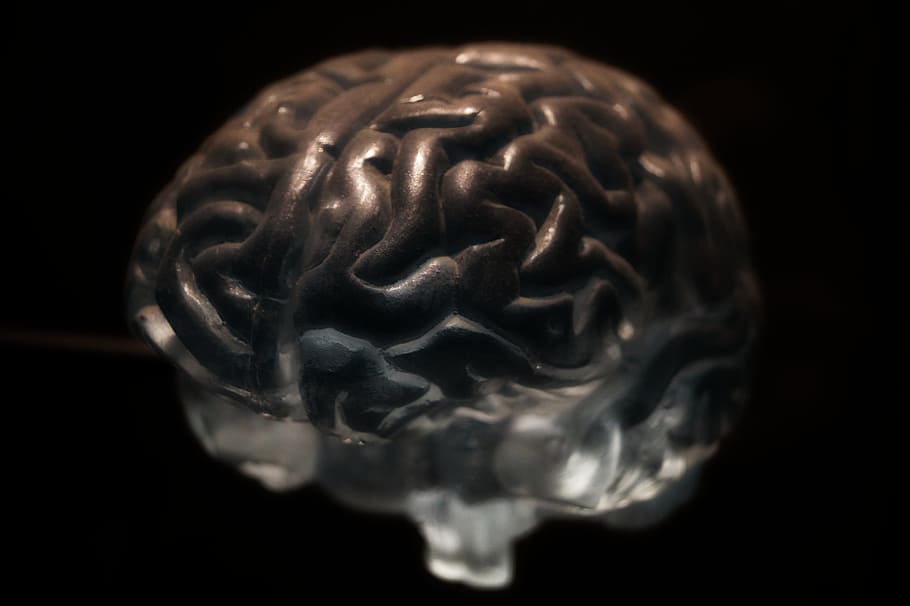 gray brain illustration, Brain, Anatomy, Neurons, Nervous System, human Brain, science, black Background, isolated On Black, healthcare And Medicine