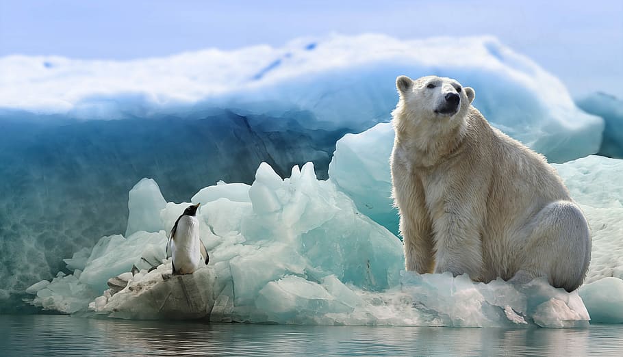 putih, beruang, hitam, lumba-lumba, beruang kutub, penguin, arktik, antartika, predator, burung
