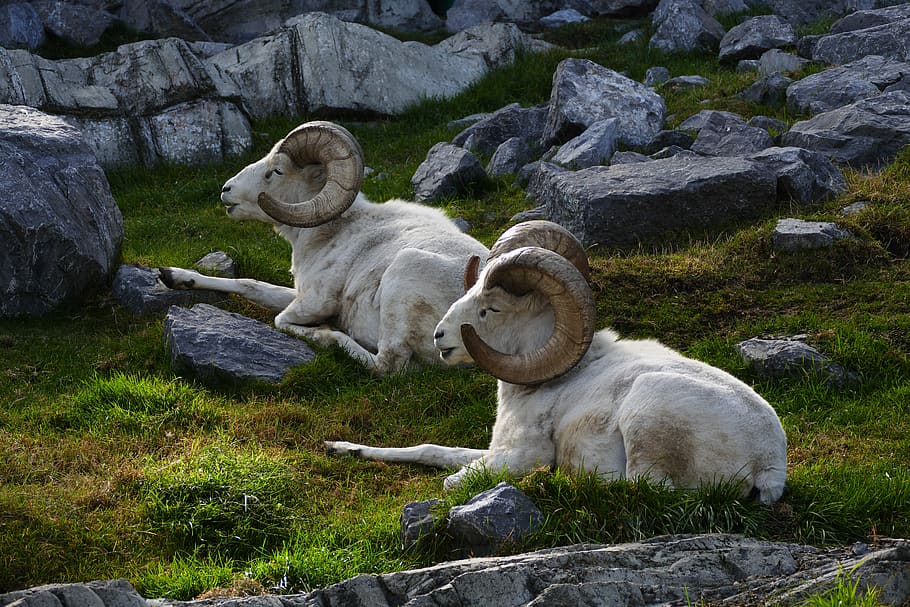 Dall Sheep, dalli, two, Ram, lying, grass, surrounded, rocks, daytime, mammal