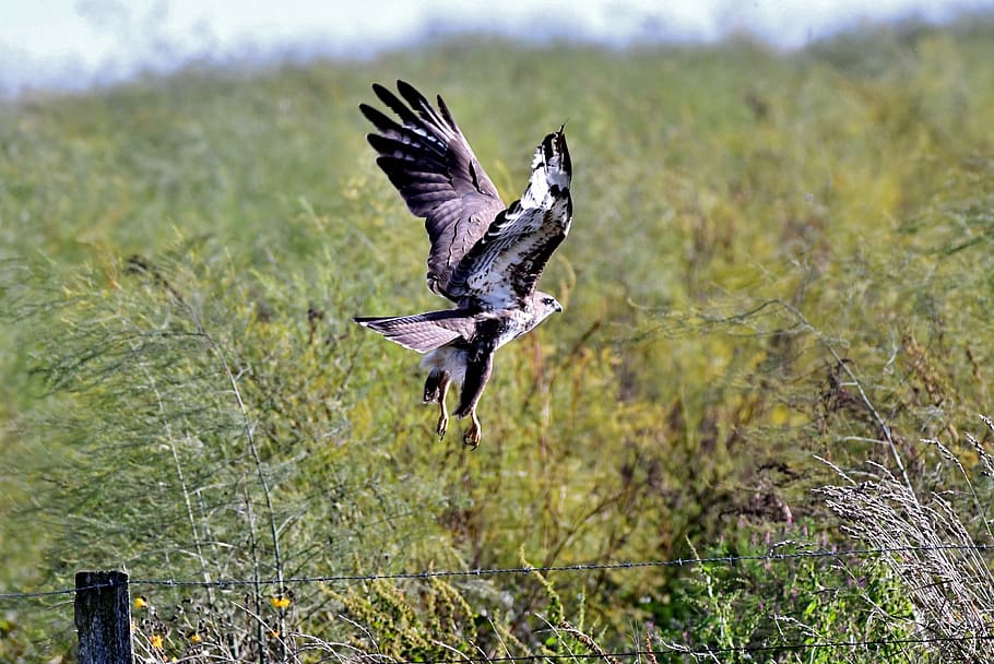 common buzzard, bird of prey, wings, plumage, hunter, flight, flying, nature, landscape, bird