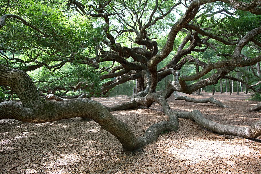 Angel Oak, Charleston, Oak, Tree, oak, tree, nature, day, outdoors, tranquility, scenics