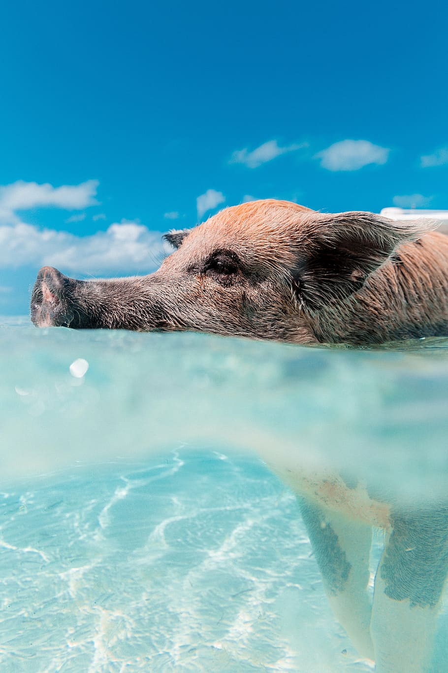 natación, gris, marrón, cerdo, durante el día, animal, mar, océano, azul, agua