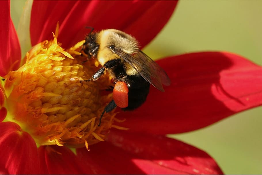 Lebah, Bumble, Pollen, Karung, Dahlia, karung serbuk sari, alam, serangga, bunga, makro