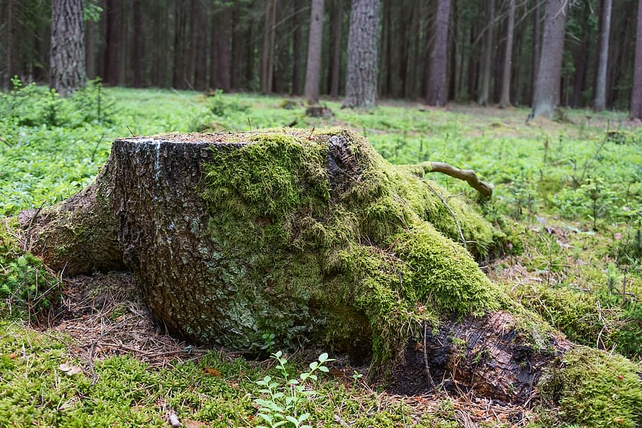 Stump, Forest, Moss, Wood, Nature, moss, wood, vegetation, deforestation, forestry, natural