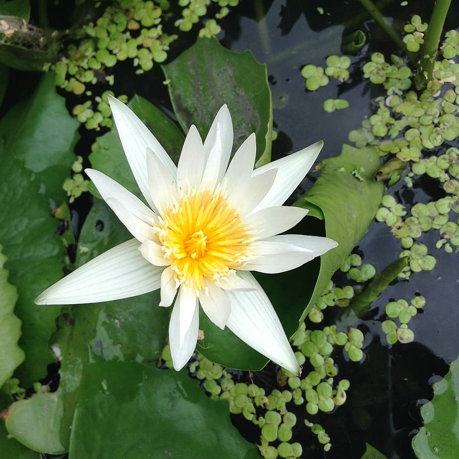 Lotus, White, Bua, Ban, Nature, bua ban, water plants, fresh, flower, petal