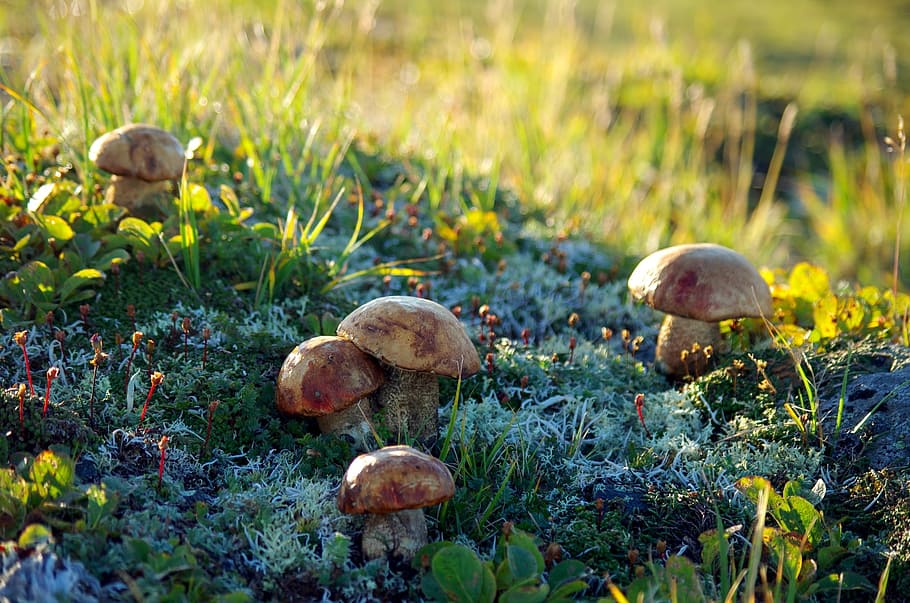 mountain tundra, mushrooms, autumn, nature, edible mushrooms, fall colors, landscape, highlands, hill, plant