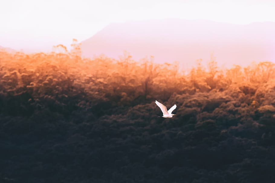 white, bird, flying, air, overlooking, trees, mountain, daytime, nature, sky