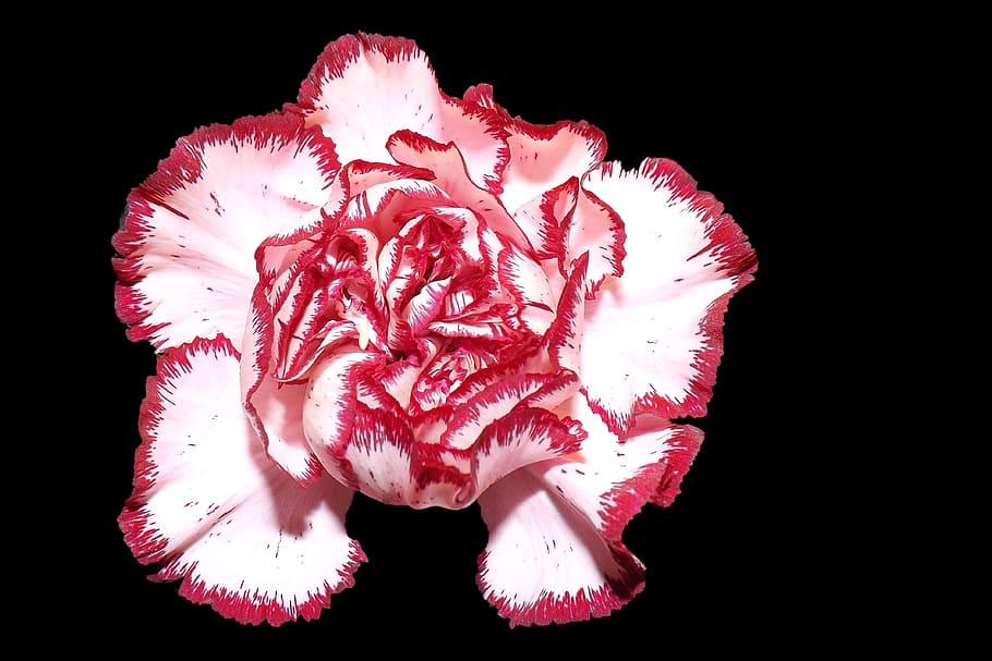 white, red, petaled flower illustration, carnation, flower, blossom, bloom, plant, pink, black background