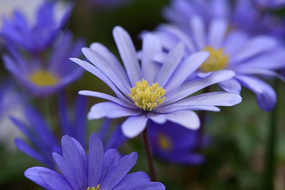 balkan anemone, blue, blue flower, flower, flowers, spring flower, close, spring, garden, flowering plant