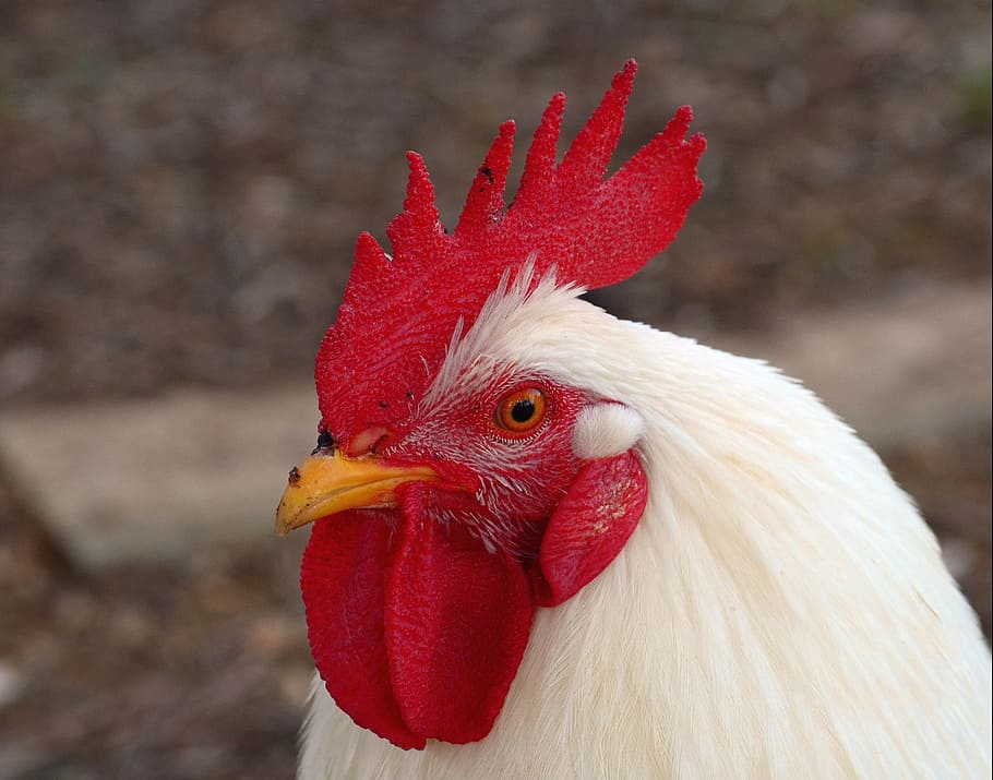 Hahn, Cockscomb, Male, Fowl, Poultry, male fowl, bird, animal, gockel, chicken