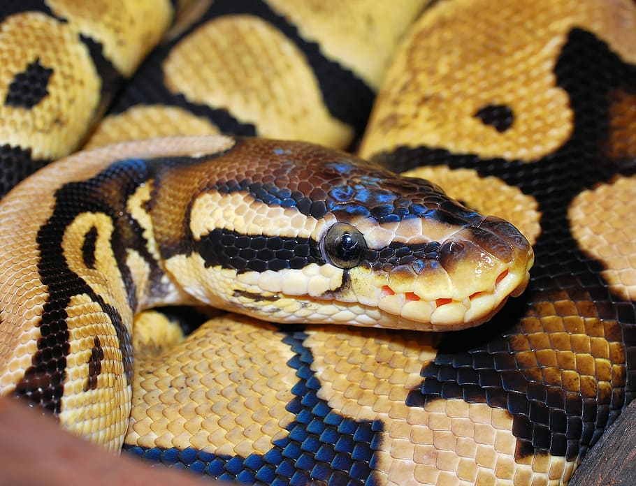 tutup, foto, close up, Burma Python, ular, python, bola python, hewan, skala, kecantikan