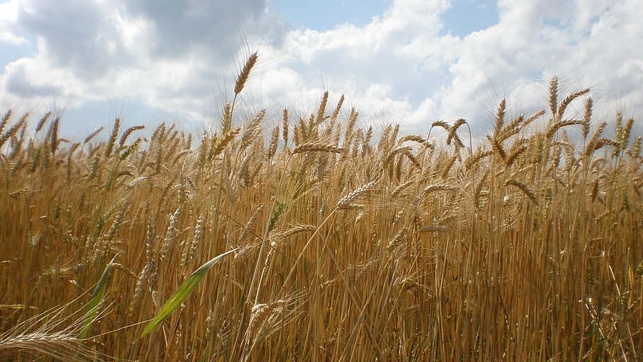 el grano, orejas, la producción de grano, trigo, verano, naturaleza, agricultura, campo, escena rural, planta de cereal