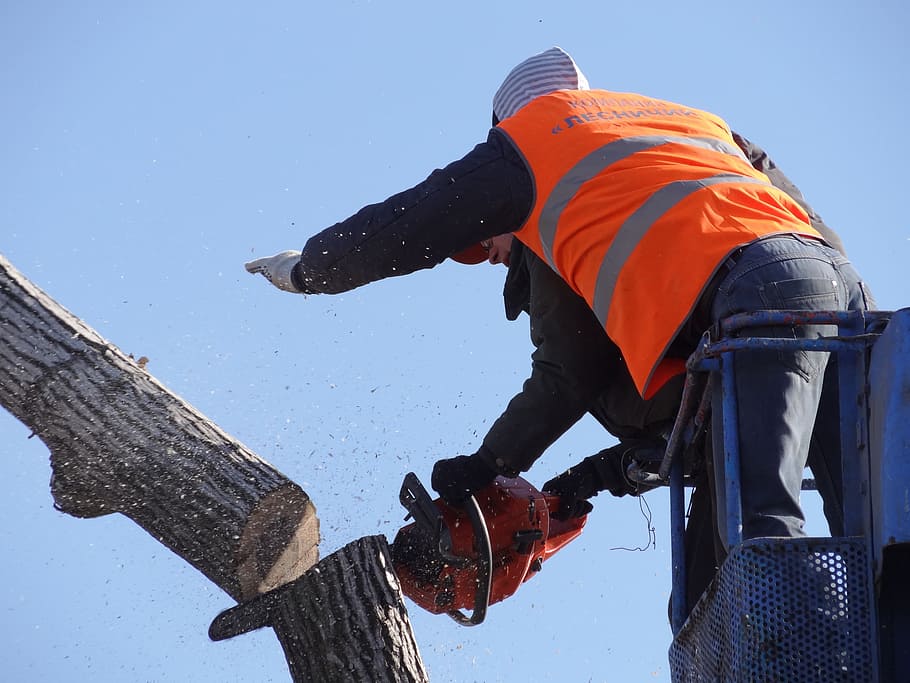 man, holding, red, chainsaw, saw cut, trees, old tree, felling, one person, occupation