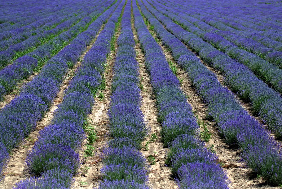 lavanda, azul, suministros, flor, perfume, violeta, verano, Planta,  púrpura, crecimiento | Pxfuel