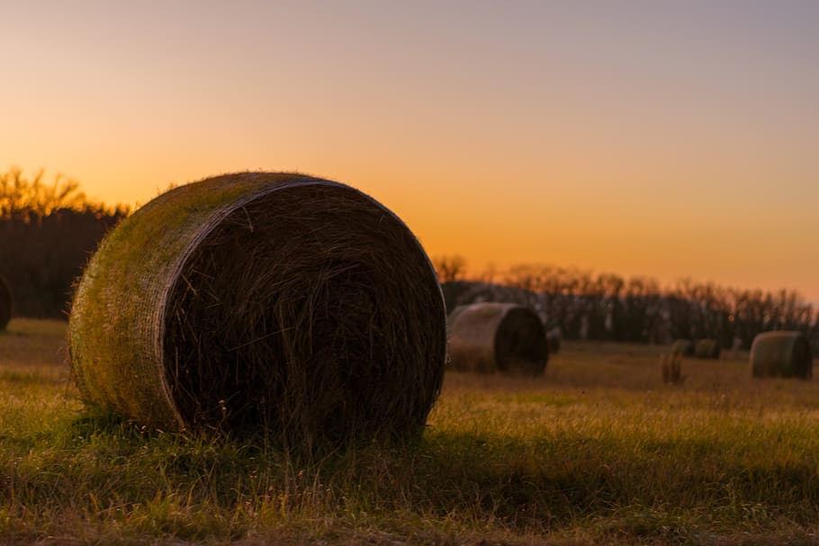 hay bales, field, hay, agriculture, landscape, rural, nature, wheat, bale, countryside