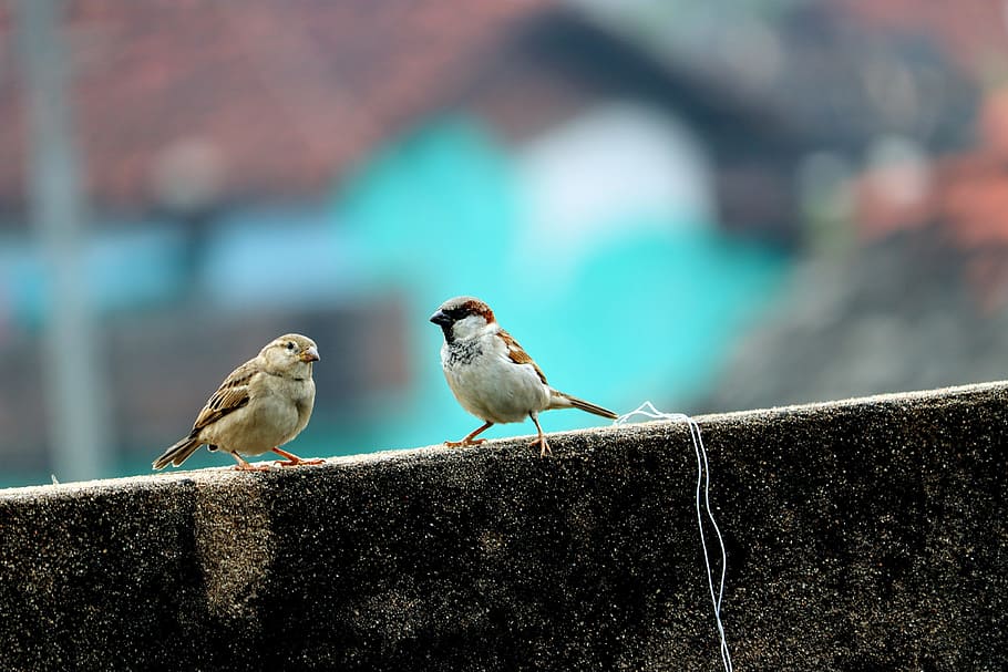 sparrow, female, male, birds, wall, bird, animal wildlife, vertebrate, animals in the wild, group of animals