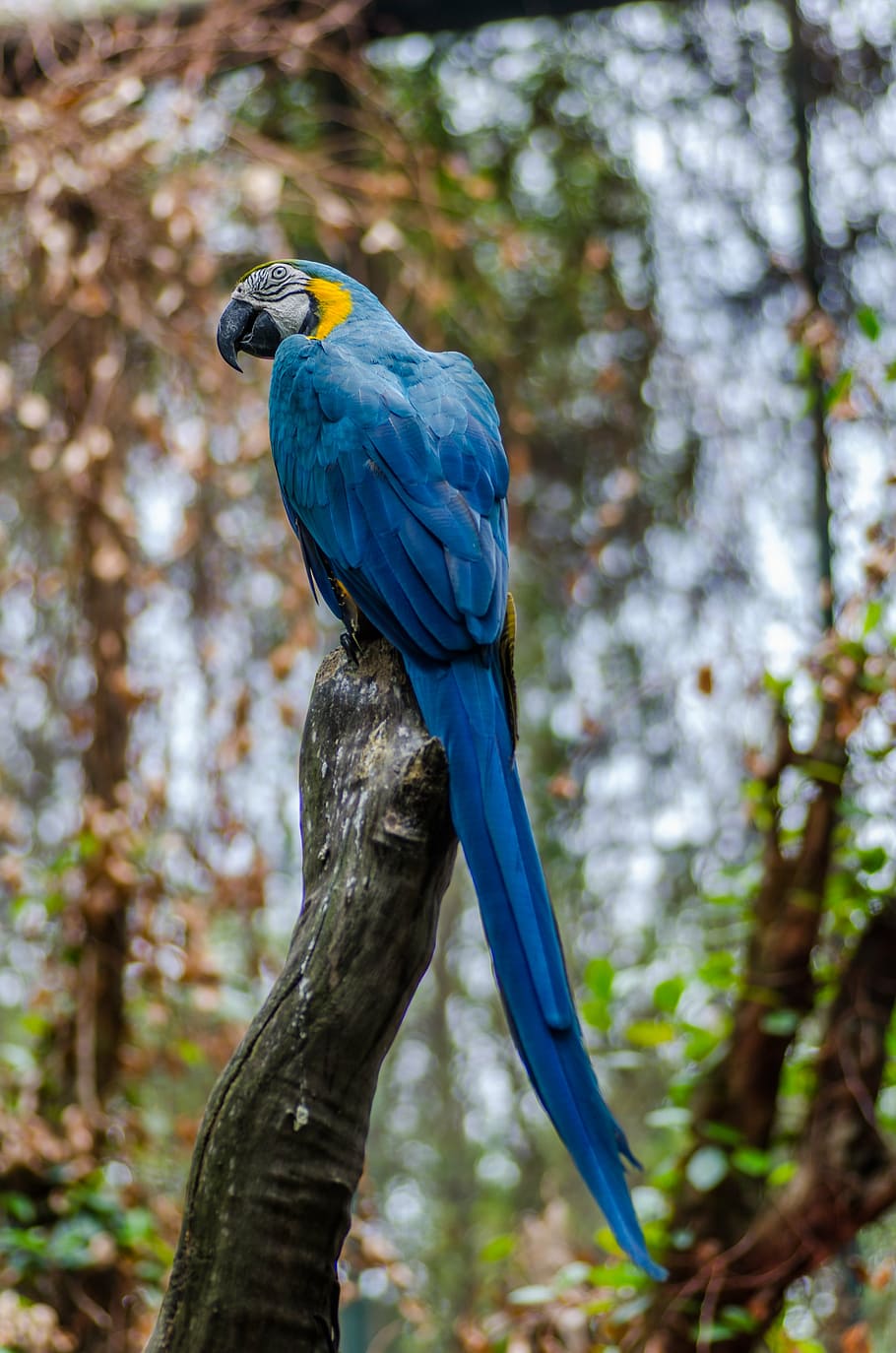 shallow, focus photography, blue, gold macaw, animal, animal photography, avian, beak, bird, blur