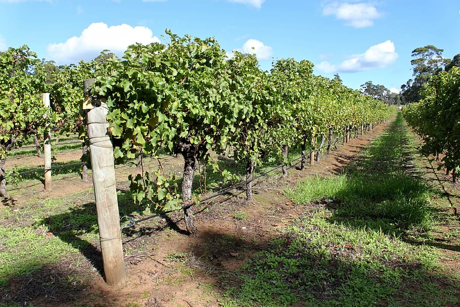 Australia, tanaman merambat, kebun anggur, anggur, kilang anggur, selentingan, pariwisata, pertumbuhan, pertanian, sungai margaret