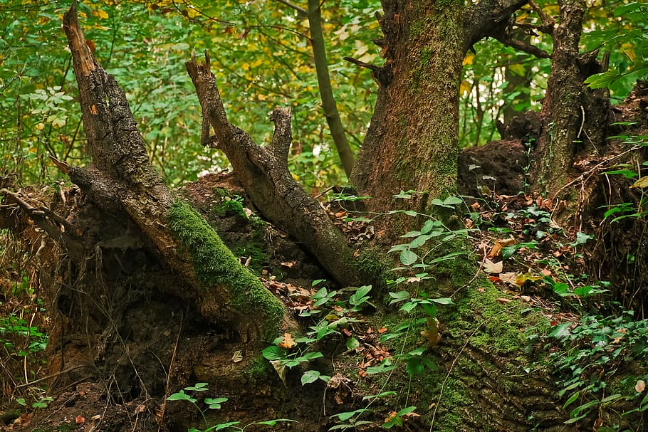 Tree Stump, Nature, Forest, Wood, tree, log, broken, old, dead, dead tree