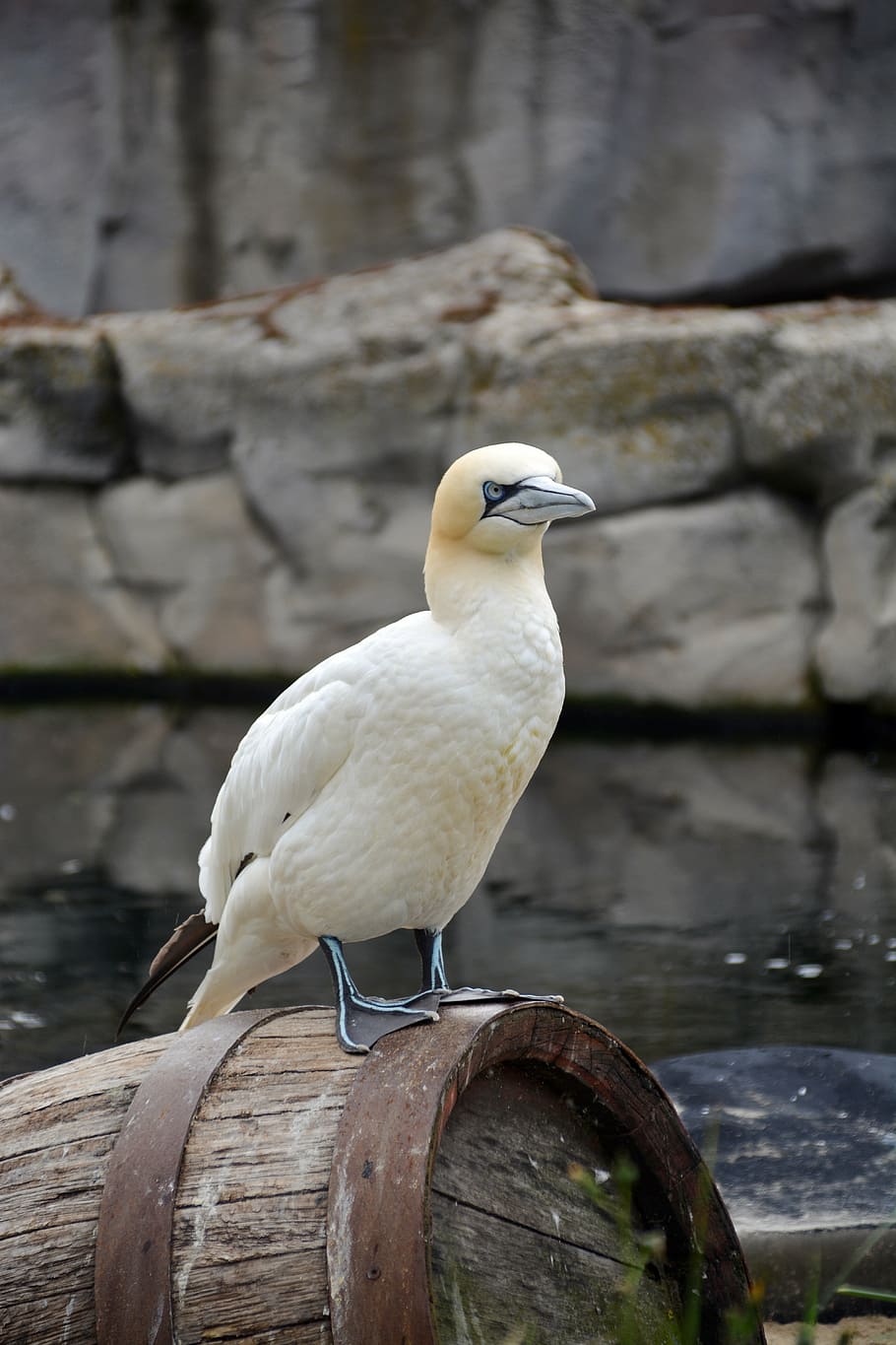 northern gannet, bird, animal, white, water bird, nature, beak, outdoors, wildlife, feather