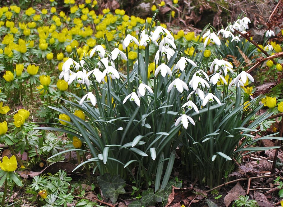 snowdrop, winter linge, spring, garden, early bloomer, tender, petite, time of year, signs of spring, park