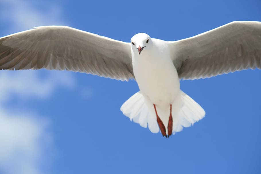 white, pigeon, flying, blue, sky, daytime, white pigeon, pigeon flying, blue sky, bird