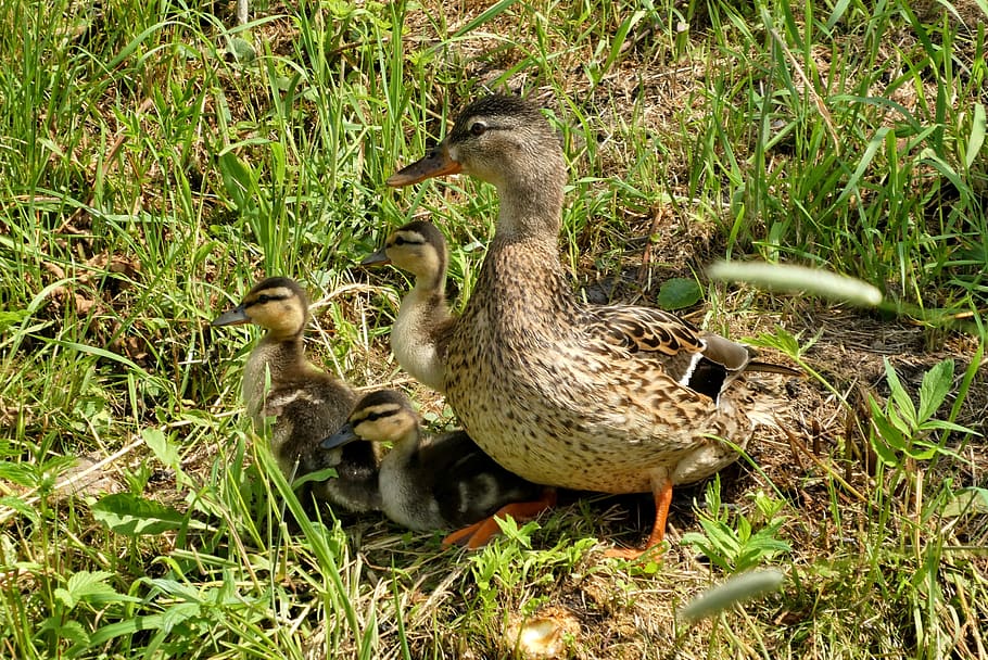 duck boy, spring, nature, bird, ducks, fledglings, chicks, animal wildlife, animals in the wild, vertebrate