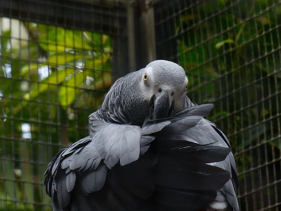parrot, bird, grey, african grey parrot, clean, plumage, psittacus erithacus, real parrot, psittacidae, animal