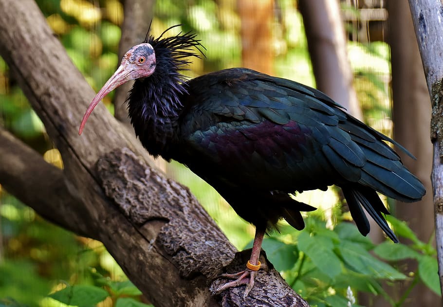 black, bird, perched, tree, northern bald ibis, portrait, geronticus eremita, nature, wild bird, feather