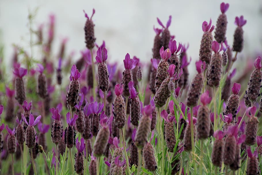 sin título, lavanda, flores de lavanda, púrpura, violeta, inflorescencia,  campo de lavanda, flor labiada, flores, florecer | Pxfuel