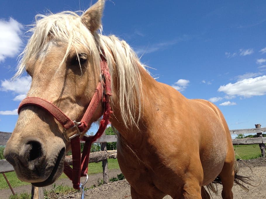 Horse, Haflinger, Halter, Pony, beautiful, breed, equestrian, equine, mammal, domestic animals