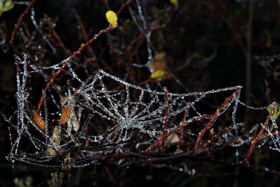 スプルース, クモの巣, 氷, 冷たい, 霜, 寒くない, 夜, 曇った, 朝, 涼しい