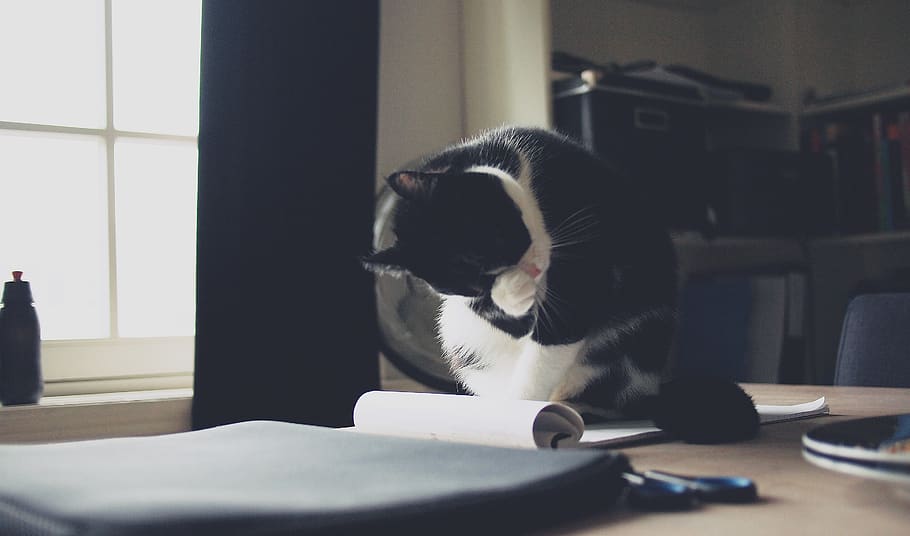 gato, gatinho, animal, animal de estimação, mesa, escritório, bloco de notas, papéis, quarto, animais de estimação