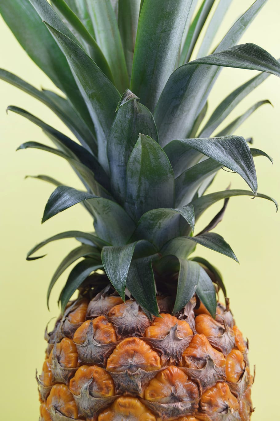 closed-up photo, pineapple fruit, pineapple, dessert, appetizer, fruit, juice, crop, tropical climate, leaf