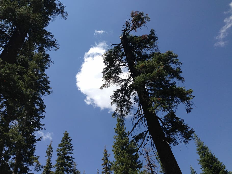 Sequoia, Taman, Nasional, Hutan, california, amerika, pohon-pohon raksasa, perjalanan, taman nasional, awan hutan belantara