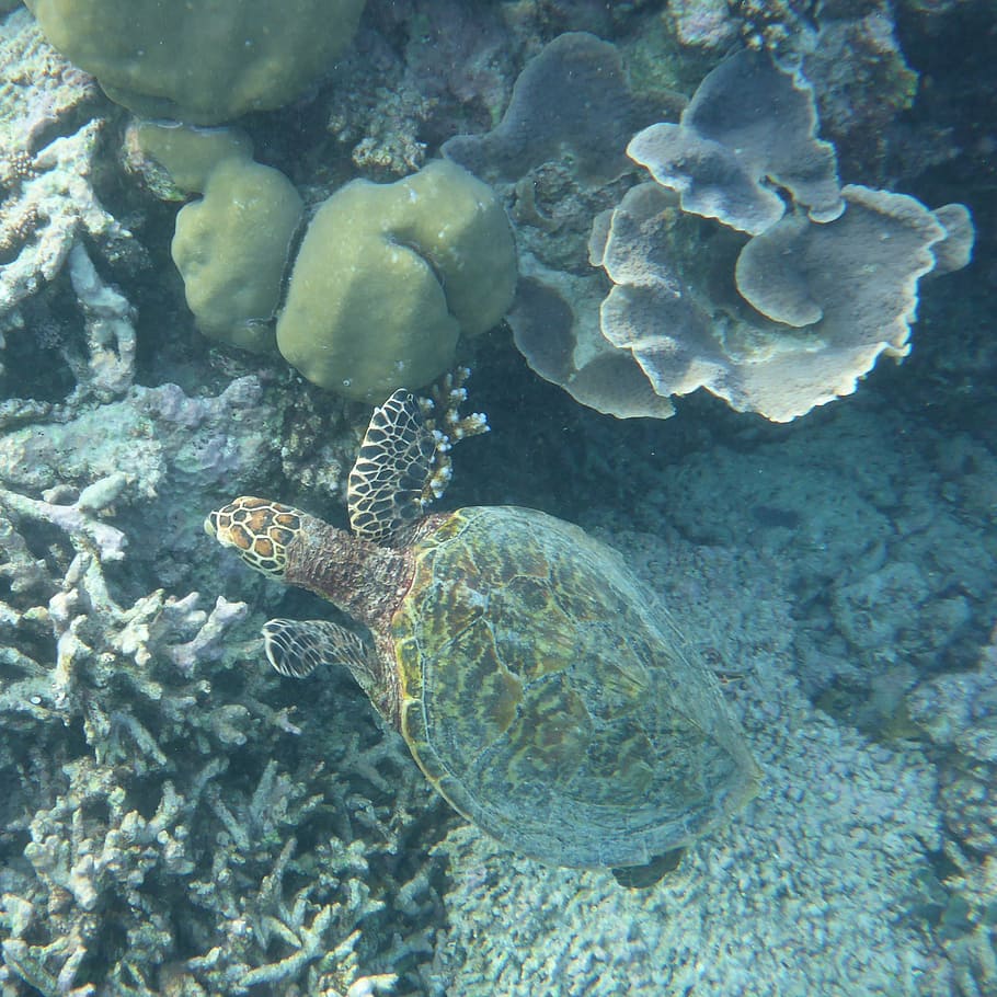 maldives, water turtle, paradise, sea, coral reef, holiday, nature, animal wildlife, animals in the wild, underwater