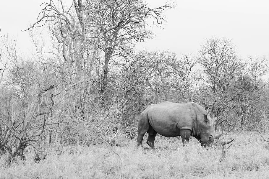 rhinoceros, nature landscape, grey, bleak, animal, wild, landscape, rhino, game, bush