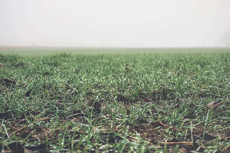 green, grass, field, foggy, nature, countryside, rural, plant, land, growth