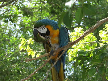 Soveværelse Erobre ekko Page 16 | Royalty-free parrot tree photos free download | Pxfuel