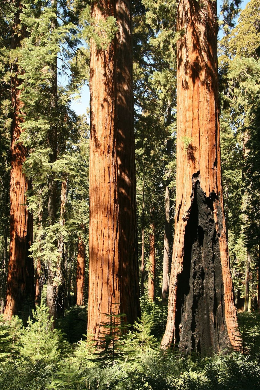 yosemite, gigante, secoya, árboles, california, árbol, orgánico, agricultura, al aire libre, medio ambiente