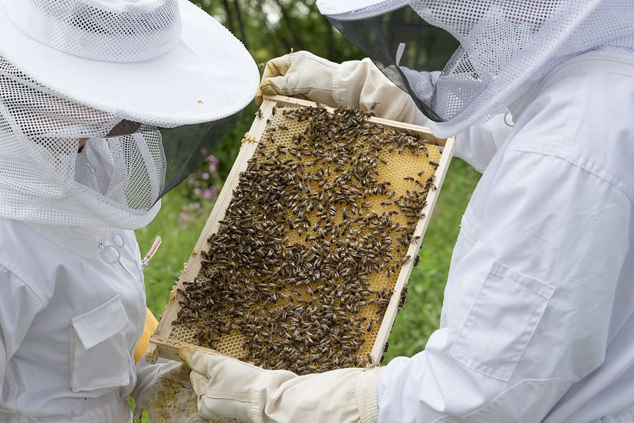 사람, 보유, 벌집, 낮, 양봉가, 꿀벌, 꿀벌 번식, 양봉, 먹이, 꿀벌 두드러기
