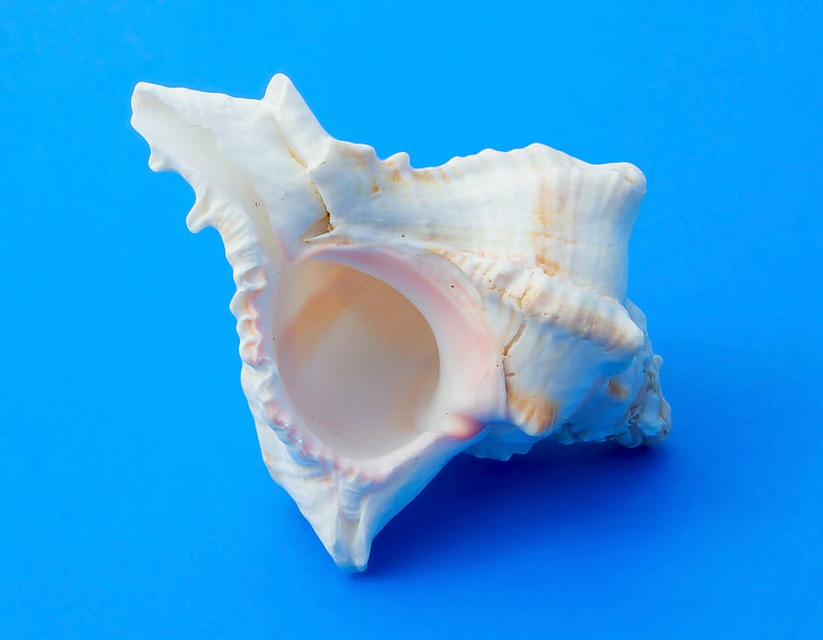 white conch shell, snail, molluscum, marine, sea shells, sea snail, marine animal, nature, sea, animal Shell