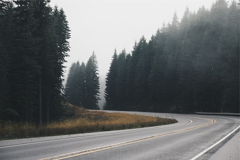 rua, estrada, tráfego, asfalto, rodovia, viagem, cena, nevoeiro, enevoado, floresta
