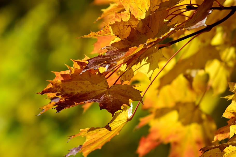 leaves, autumn, fall foliage, golden autumn, nature, forest, discoloration, background, transience, yellow