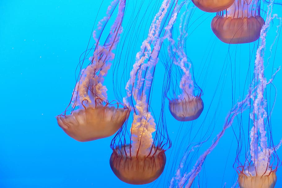 Ocean, Jellyfish, Aquarium, Water, Sea, wildlife, animal, marine, underwater, nature