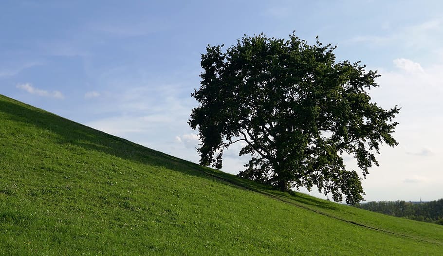 tree, hill, slope, meadow, green, sky, landscape, plant, grass, green color