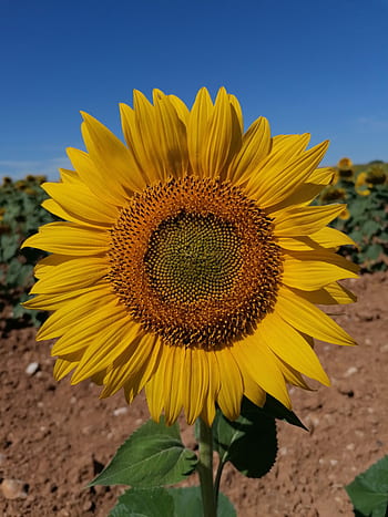 Royalty-free girasol photos free download | Pxfuel