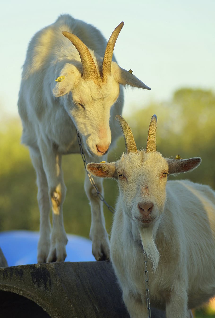 goats, portrait, climb, pair, together, close up, white, horns, chains, couple