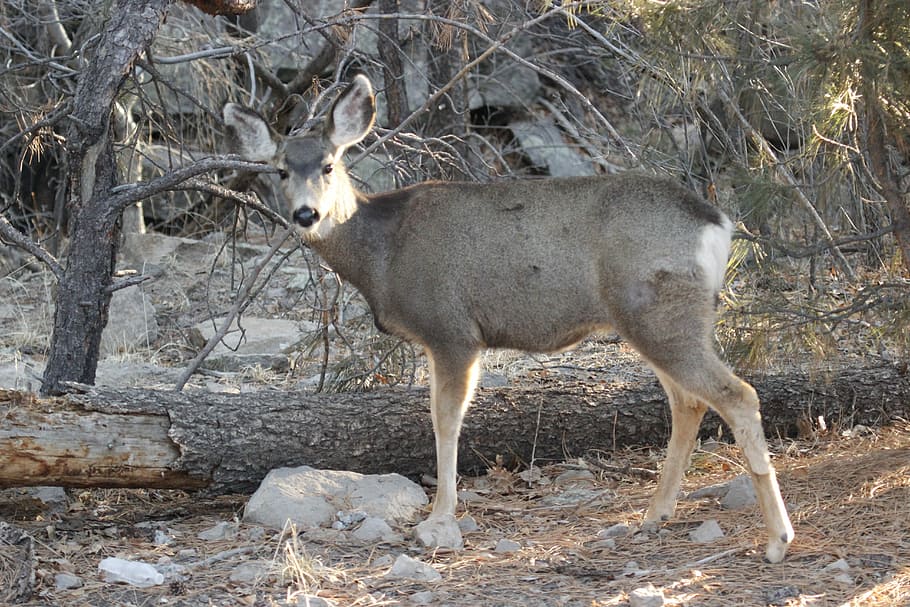 Mule Deer, Doe, Animal, Wildlife, deer, nature, brown, wild, mammal, cautious